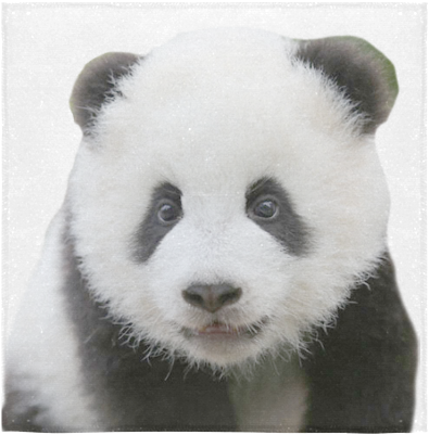 Adorable Panda Portrait PNG