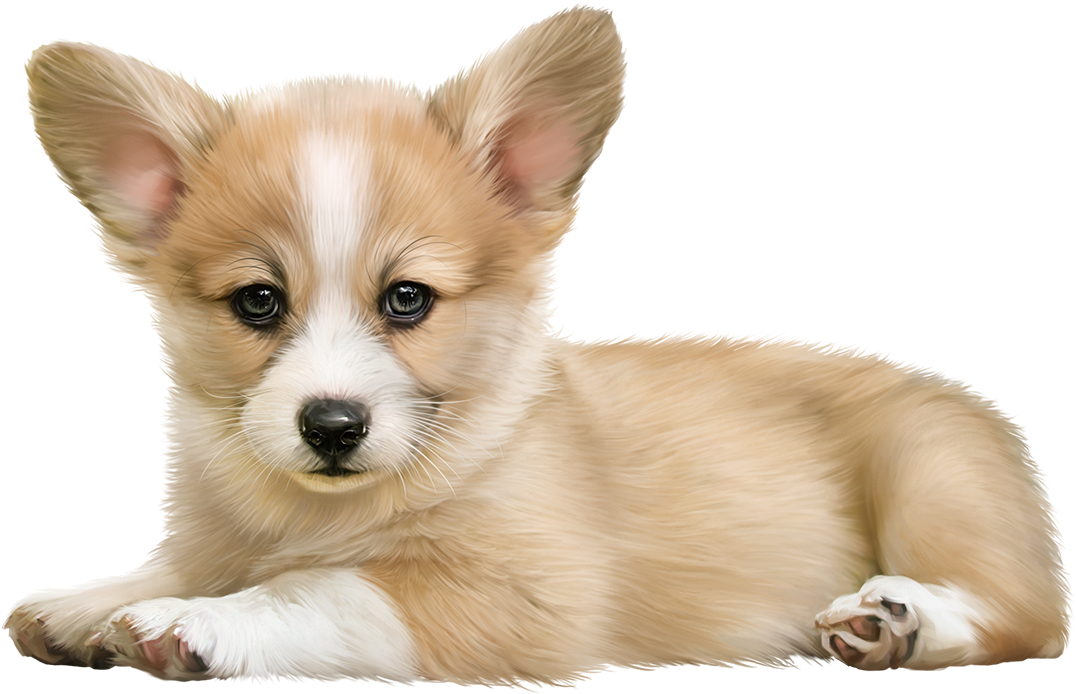 Adorable Pembroke Welsh Corgi Puppy PNG