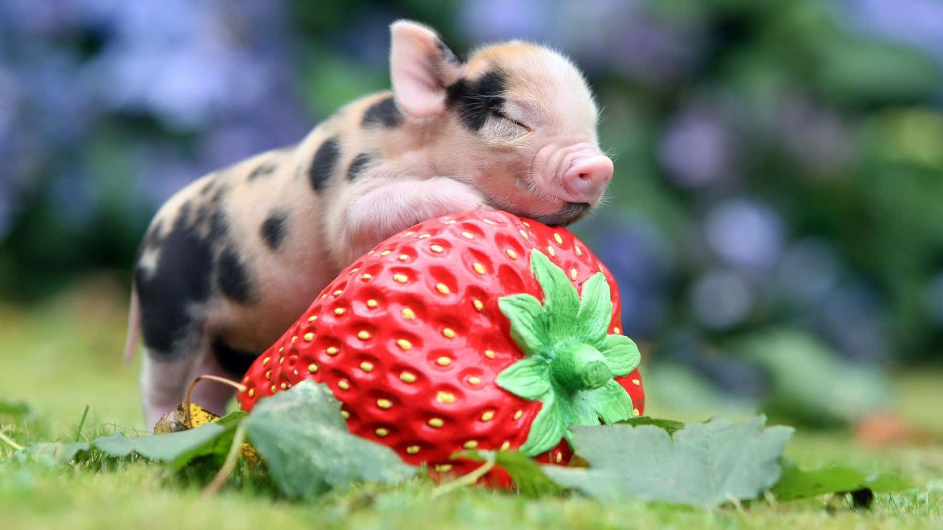 Adorable Piglet Frolicking In The Field