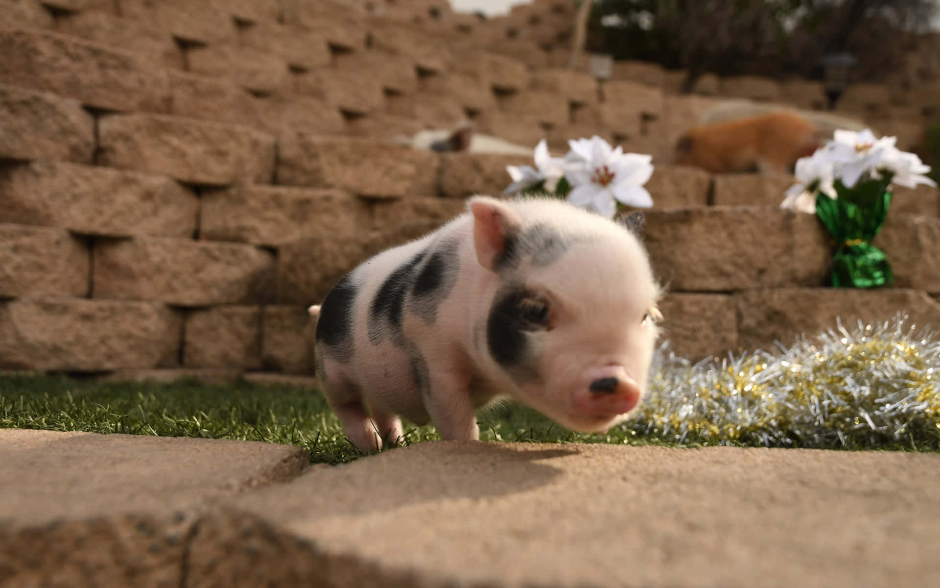 "adorable Piglet In Lush Greenery"