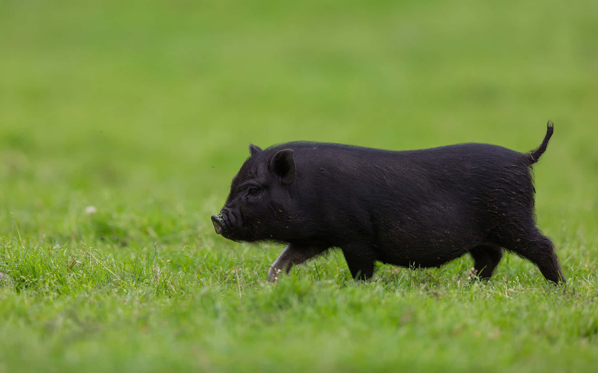 Adorable Piglet Playing In A Field