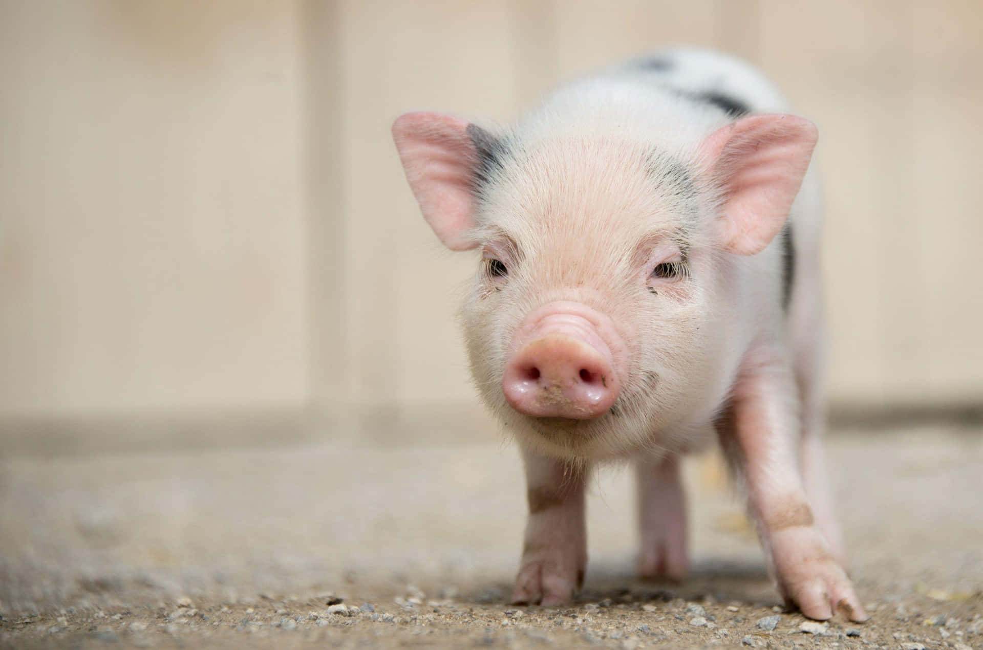 Adorable Piglet Playing Outdoors