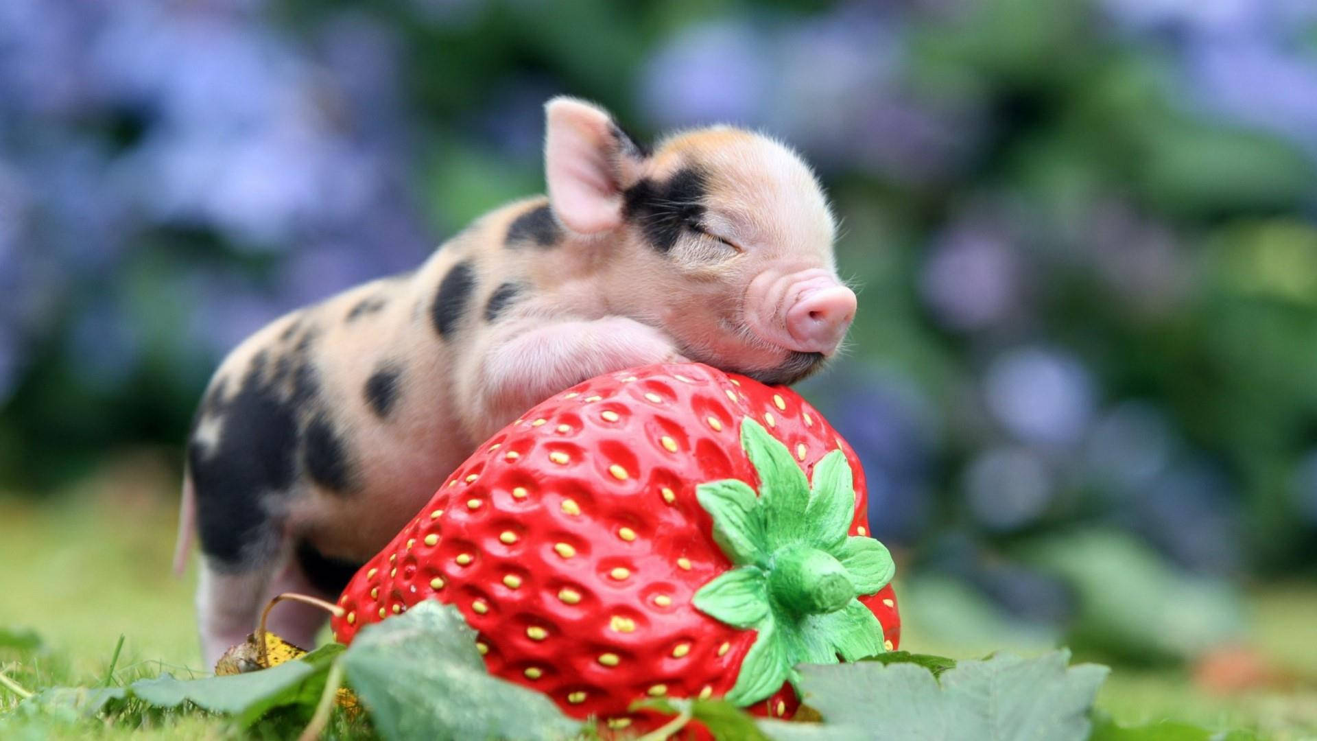Adorable Piglet Resting In A Field Wallpaper