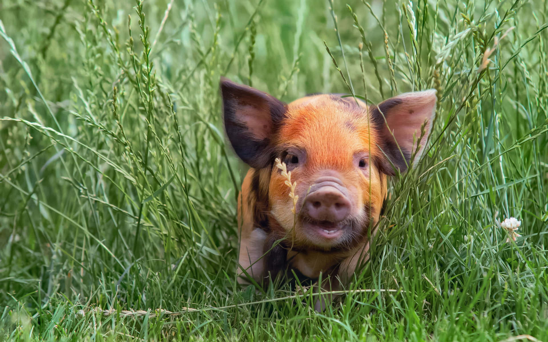 Adorable Piglet Resting In The Field