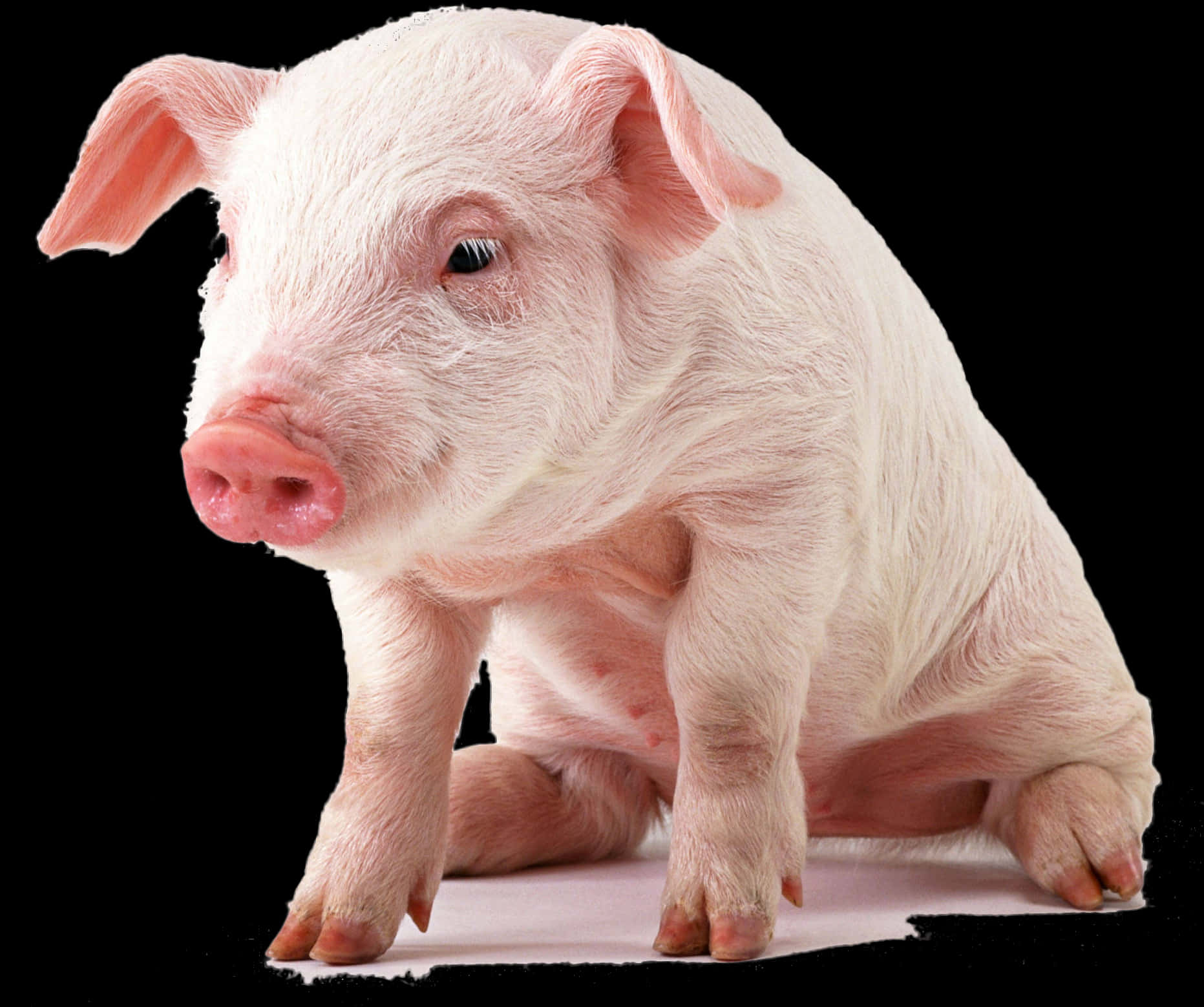 Adorable Pigleton Black Background.jpg PNG