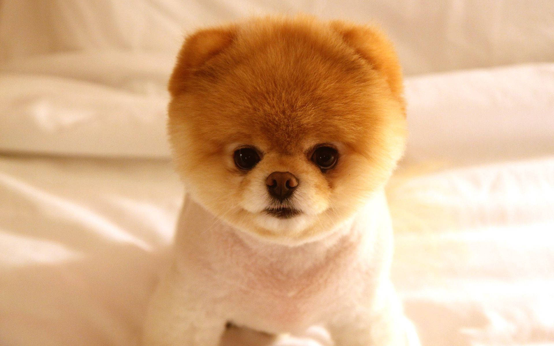 Adorable Pomeranian Fluffy Fur Wallpaper