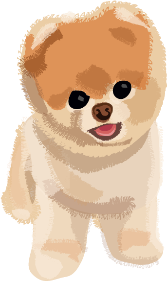 Adorable Pomeranian Illustration PNG