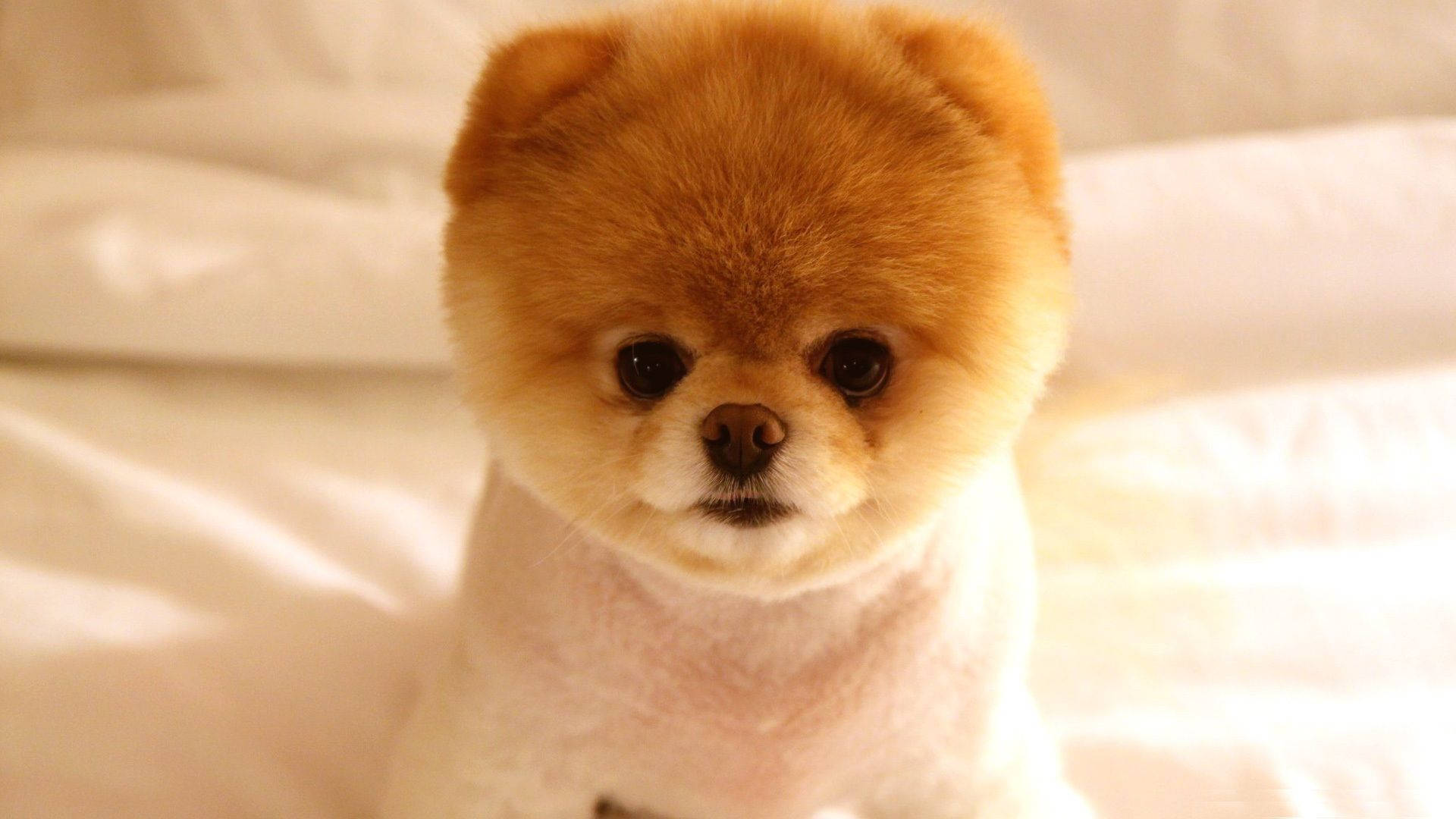 Adorable Pomeranian Puppy HD Wallpaper