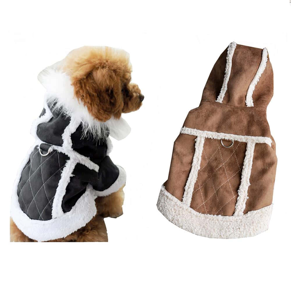 Adorable Pooch Sporting Stylish Dog Clothing Wallpaper
