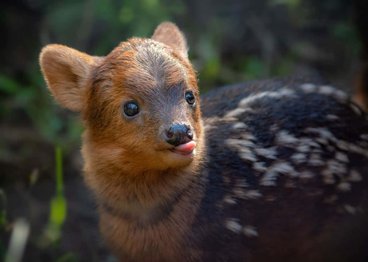 Schattig Pudu Kalf In De Natuur Achtergrond