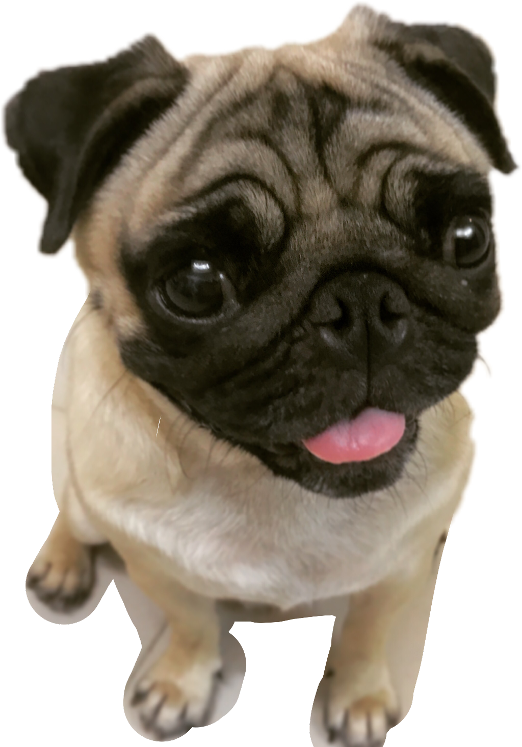 Adorable Pug Puppy Looking Up PNG