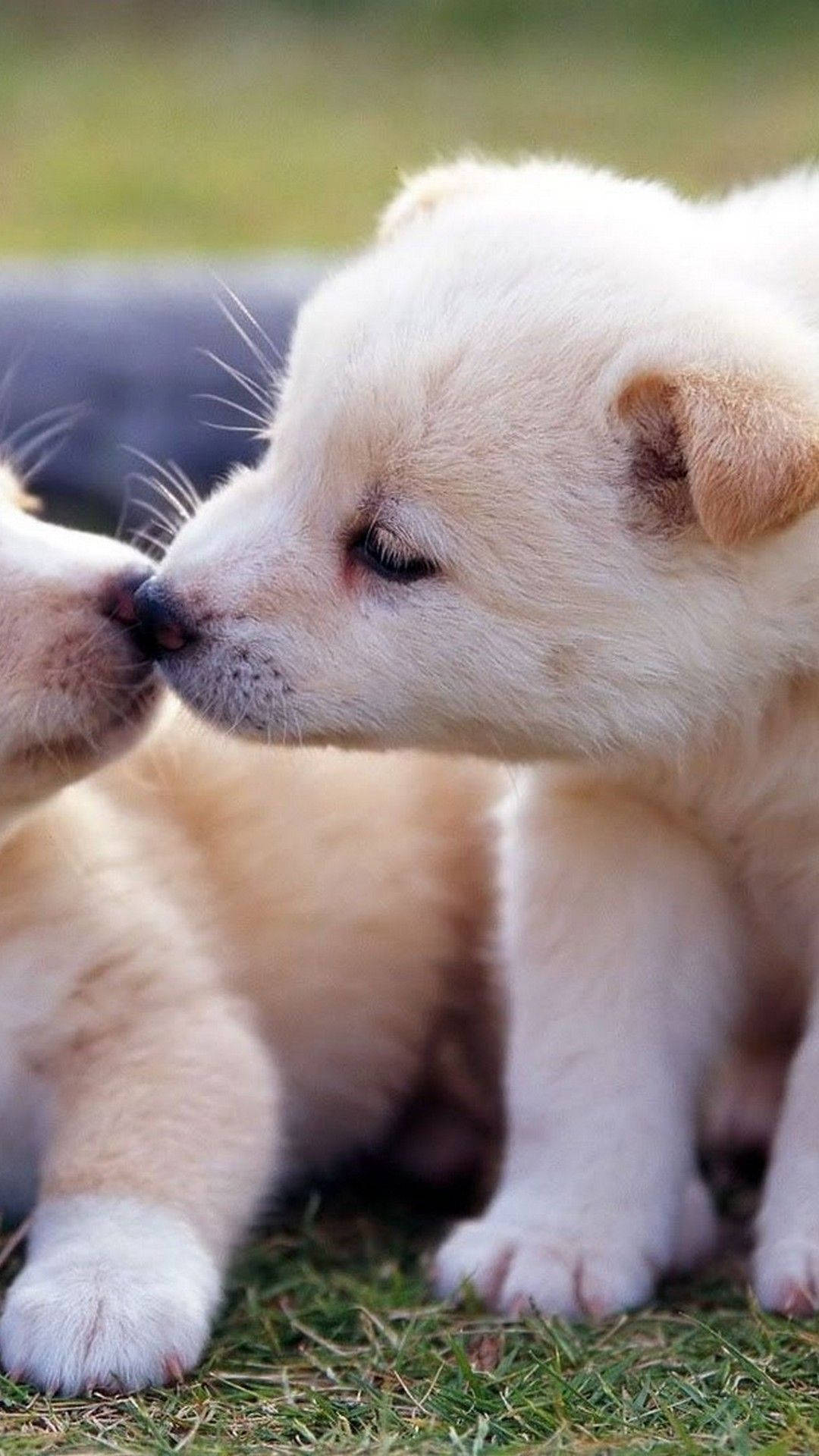 Adorable Puppies Kissing Mobile