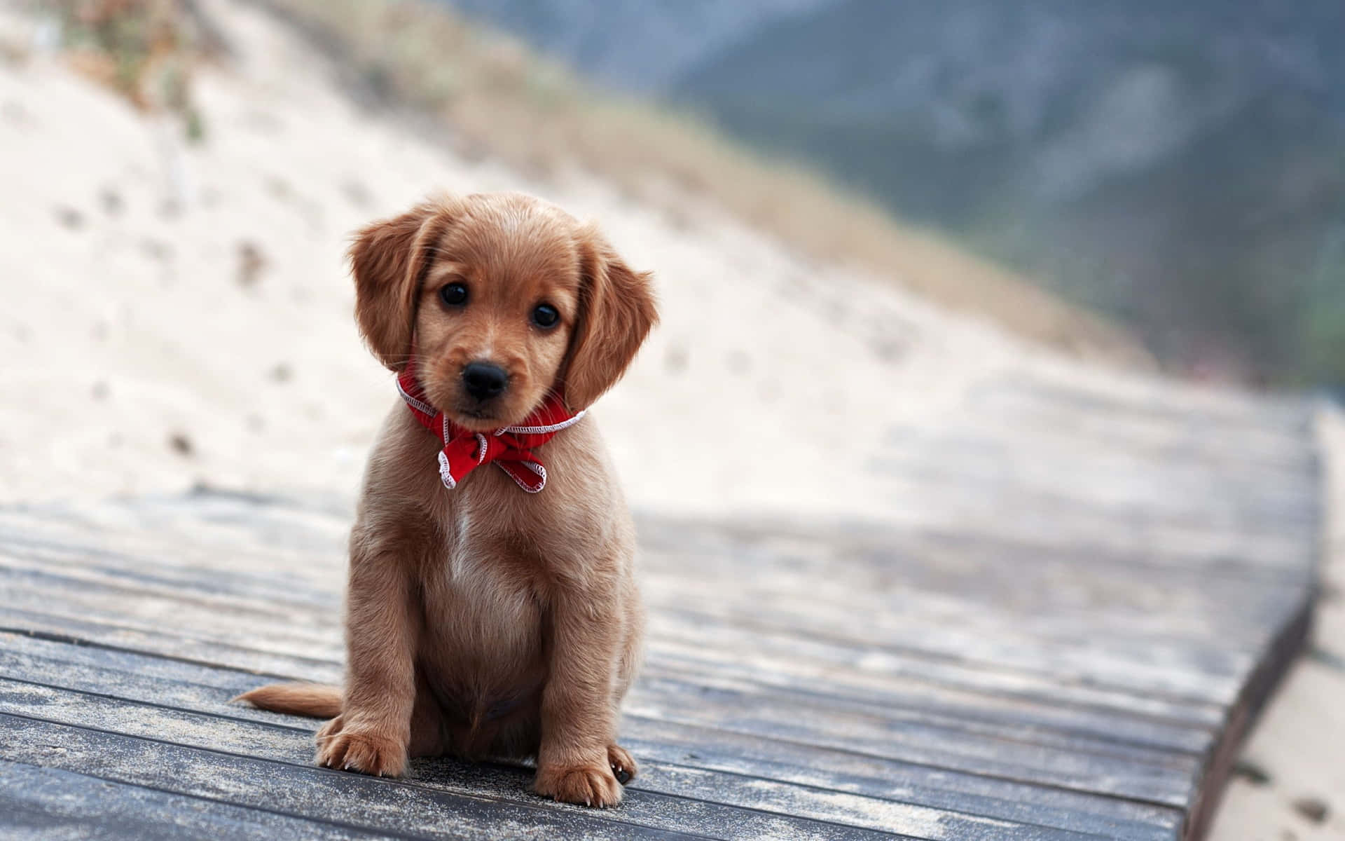 Adorable Puppy Lounging In The Garden