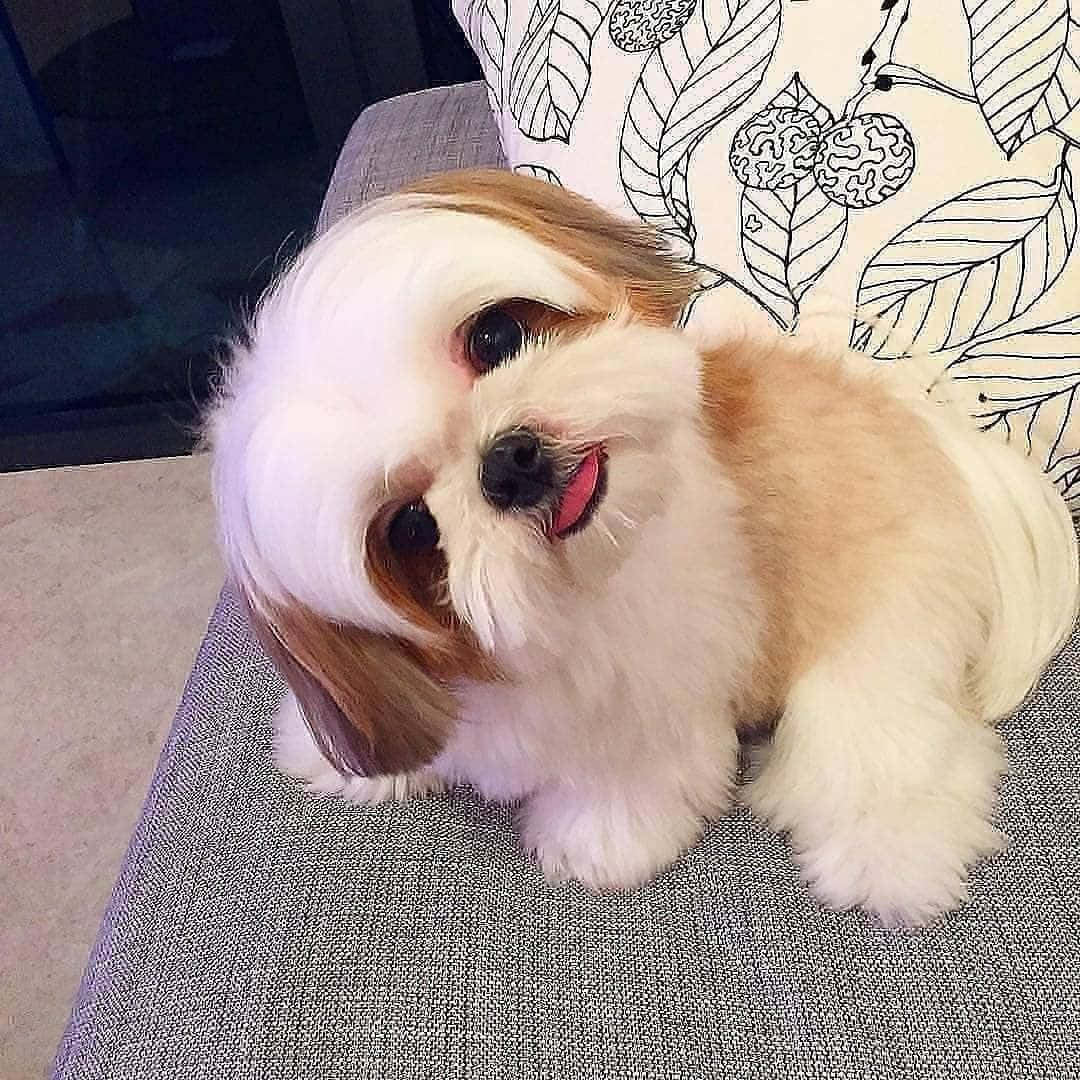 A Small White And Brown Dog Sitting On A Couch