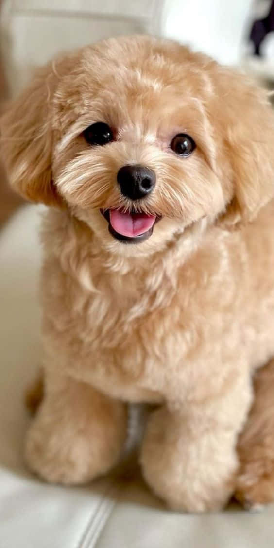 Check Out This Adorable Puppy!