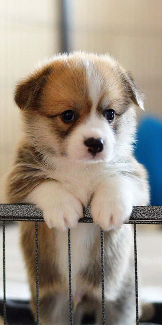 Look at this Adorable Puppy!