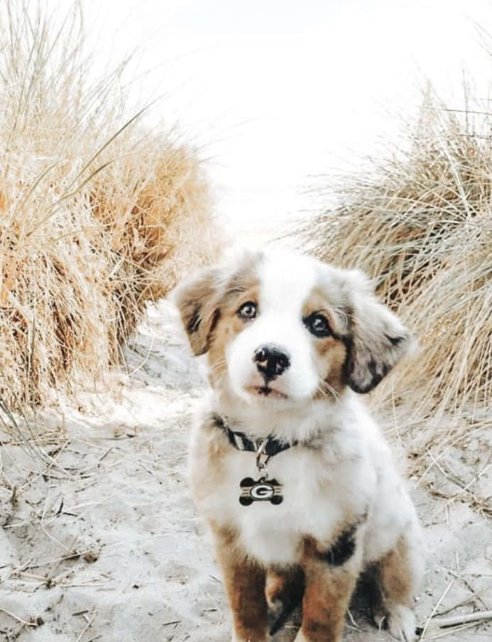 This sweet puppy will melt your heart
