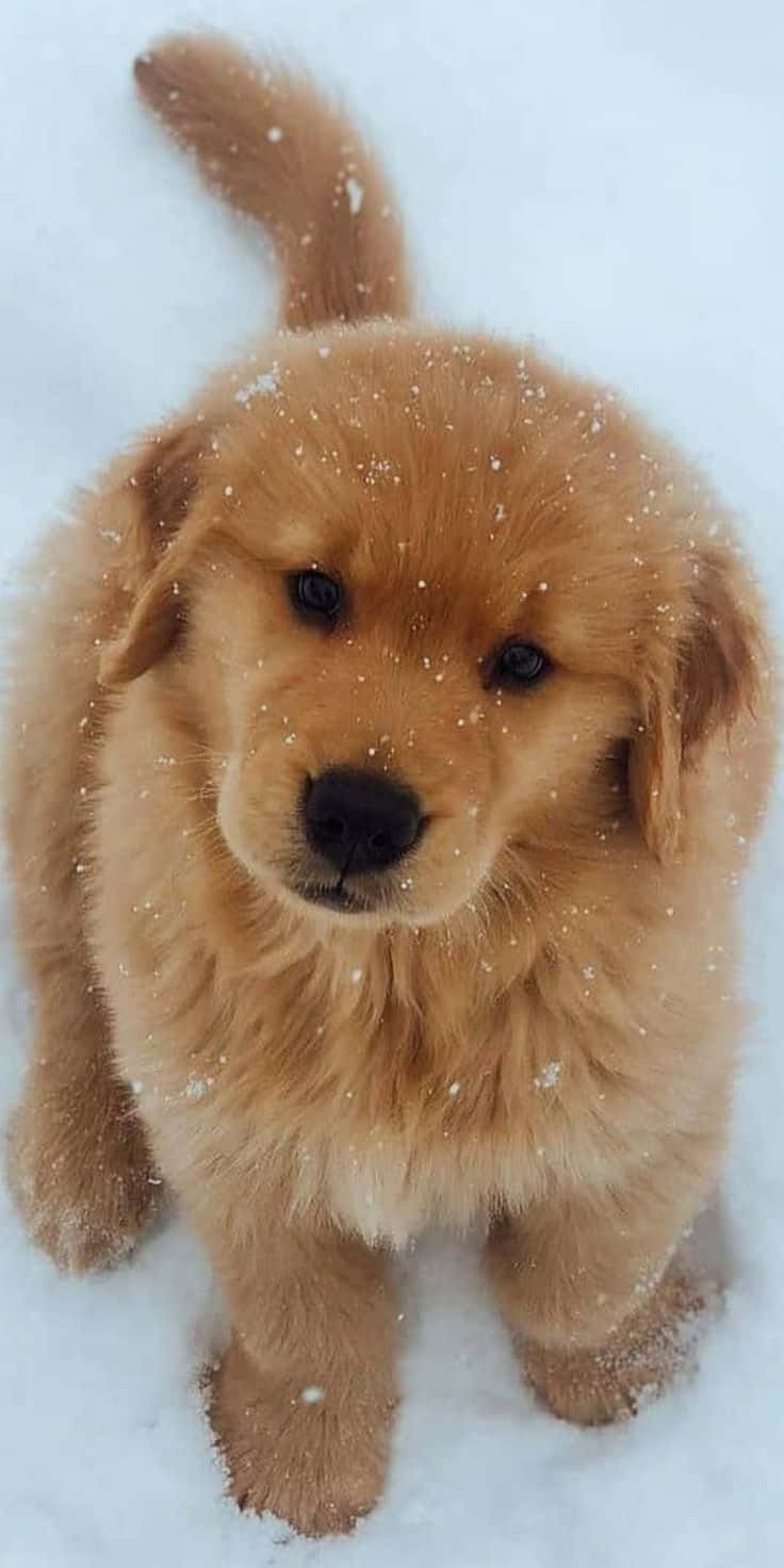 A Golden Retriever Puppy Sitting In The Snow