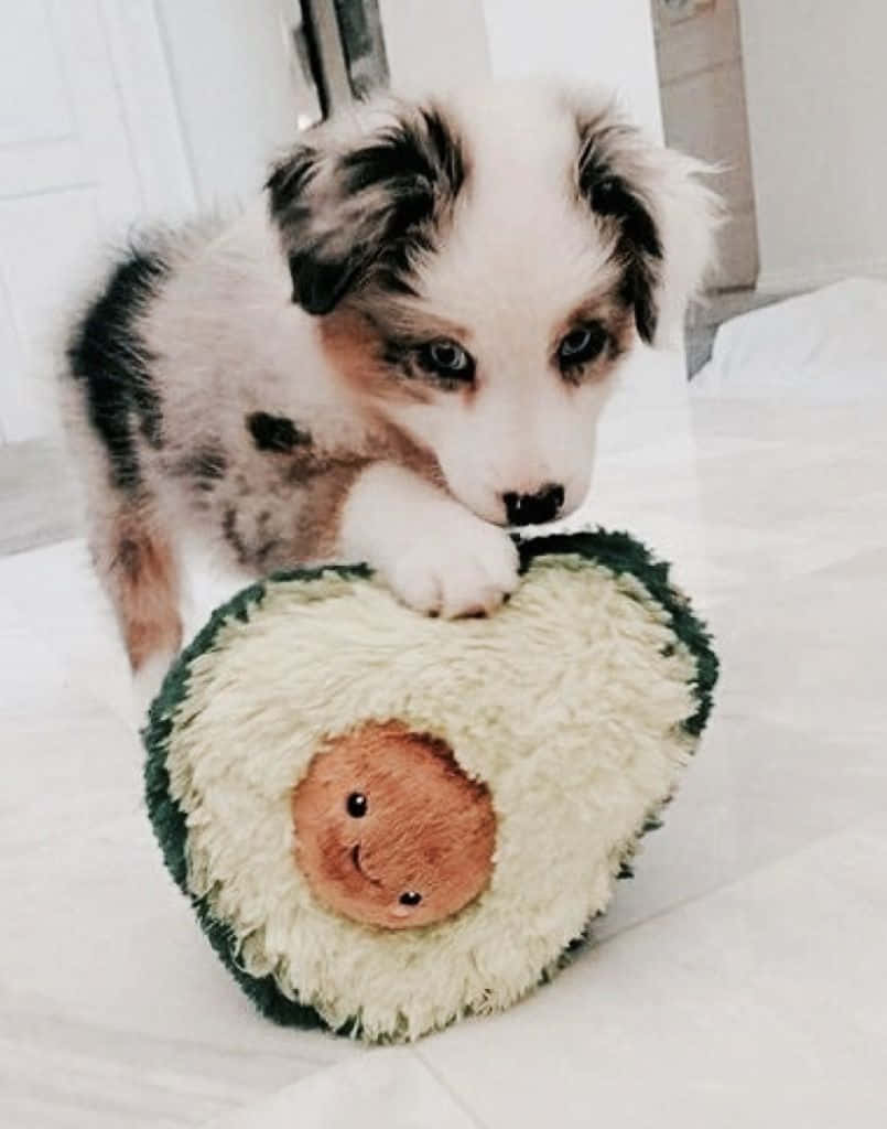 This Adorable Puppy Will Melt Your Heart