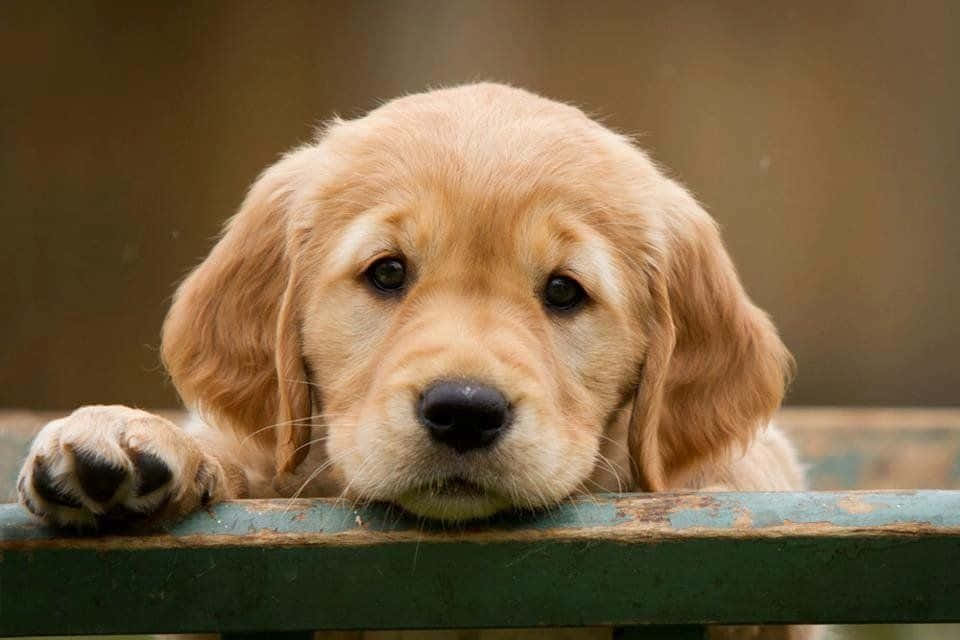 Aww, Such an Adorable Puppy