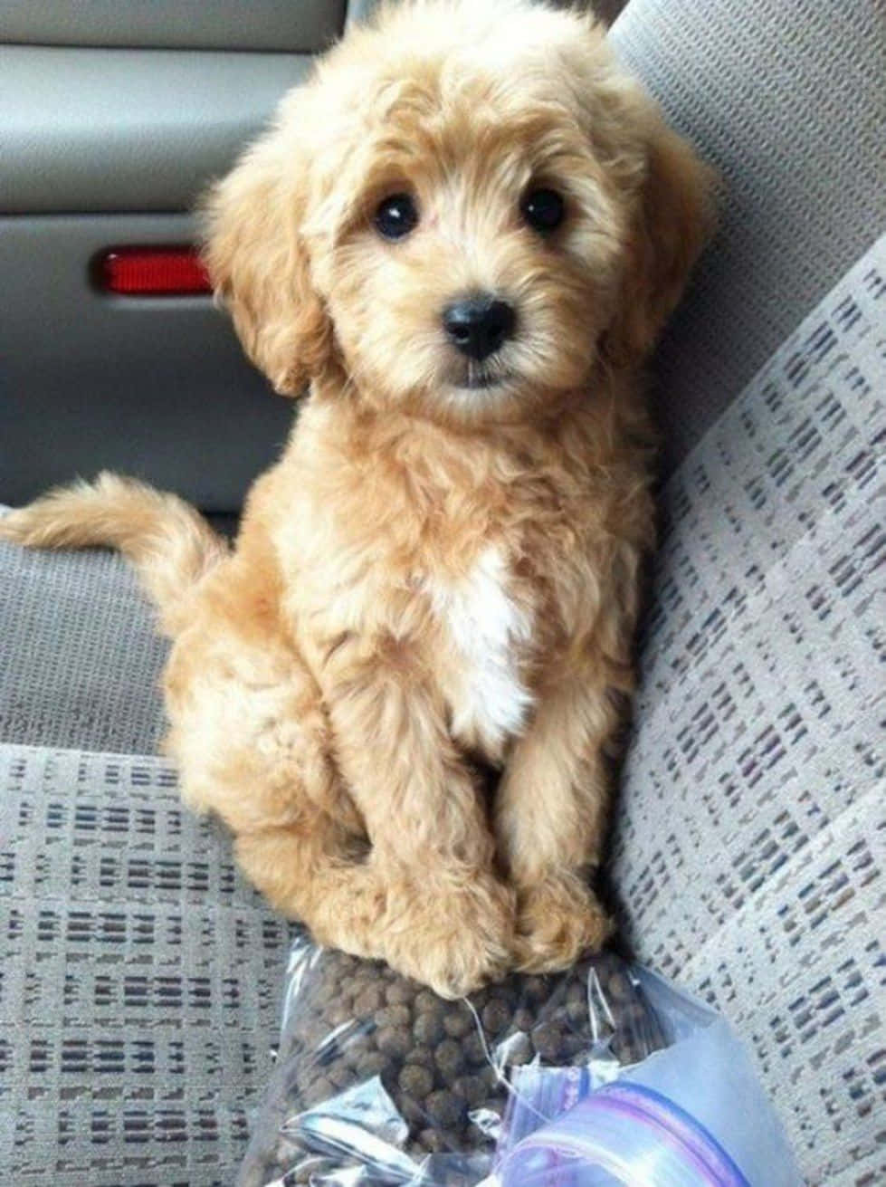 "This adorable puppy is ready for any adventure!"