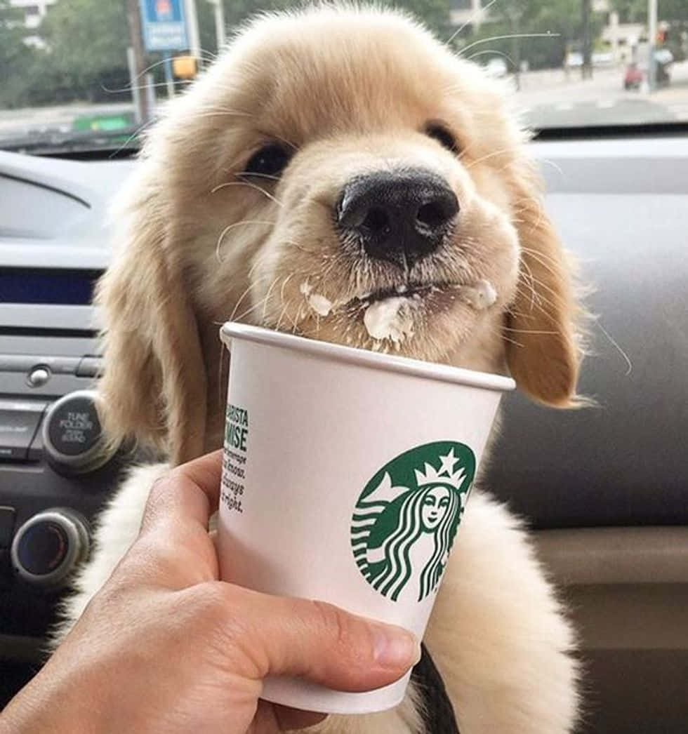 Uncucciolo Di Golden Retriever Tiene Una Tazza Di Starbucks.