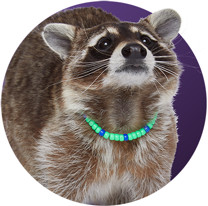 Adorable Raccoonwith Bead Necklace PNG