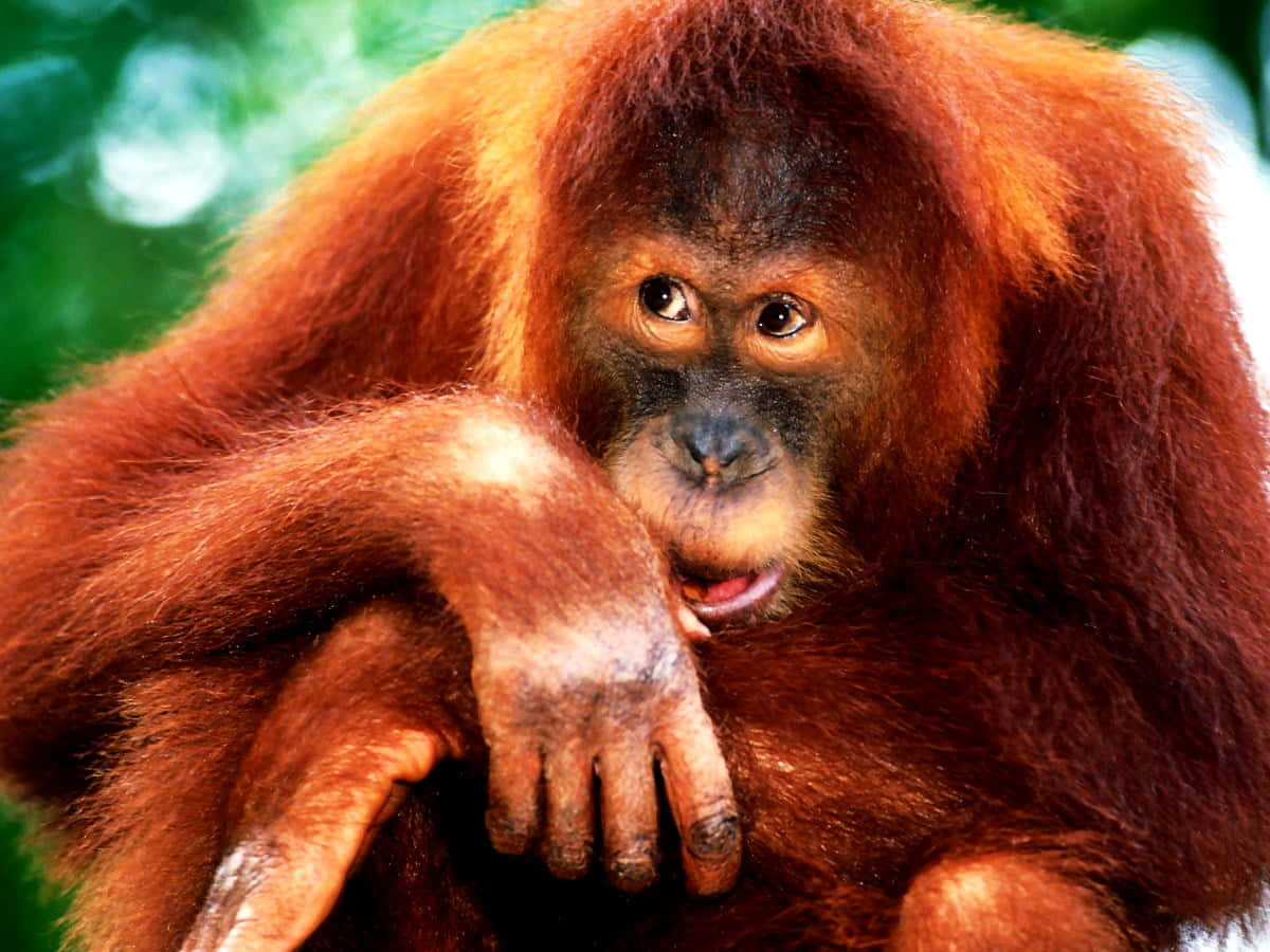 Adorable Red Haired Apes Orangutan Background