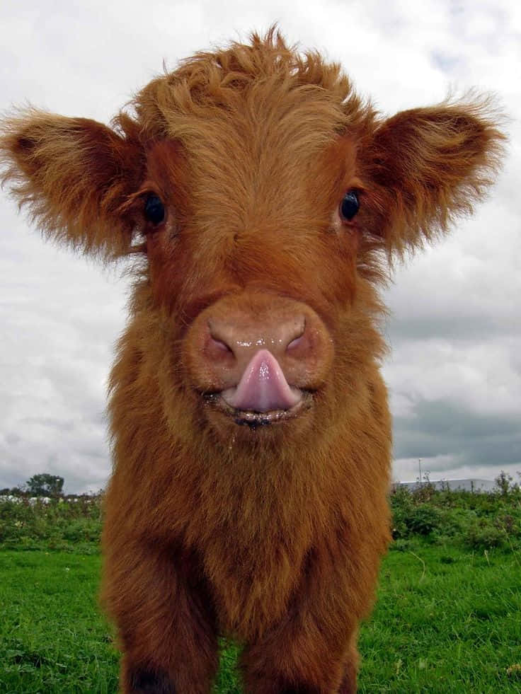 Adorable Red Haired Baby Cow Wallpaper