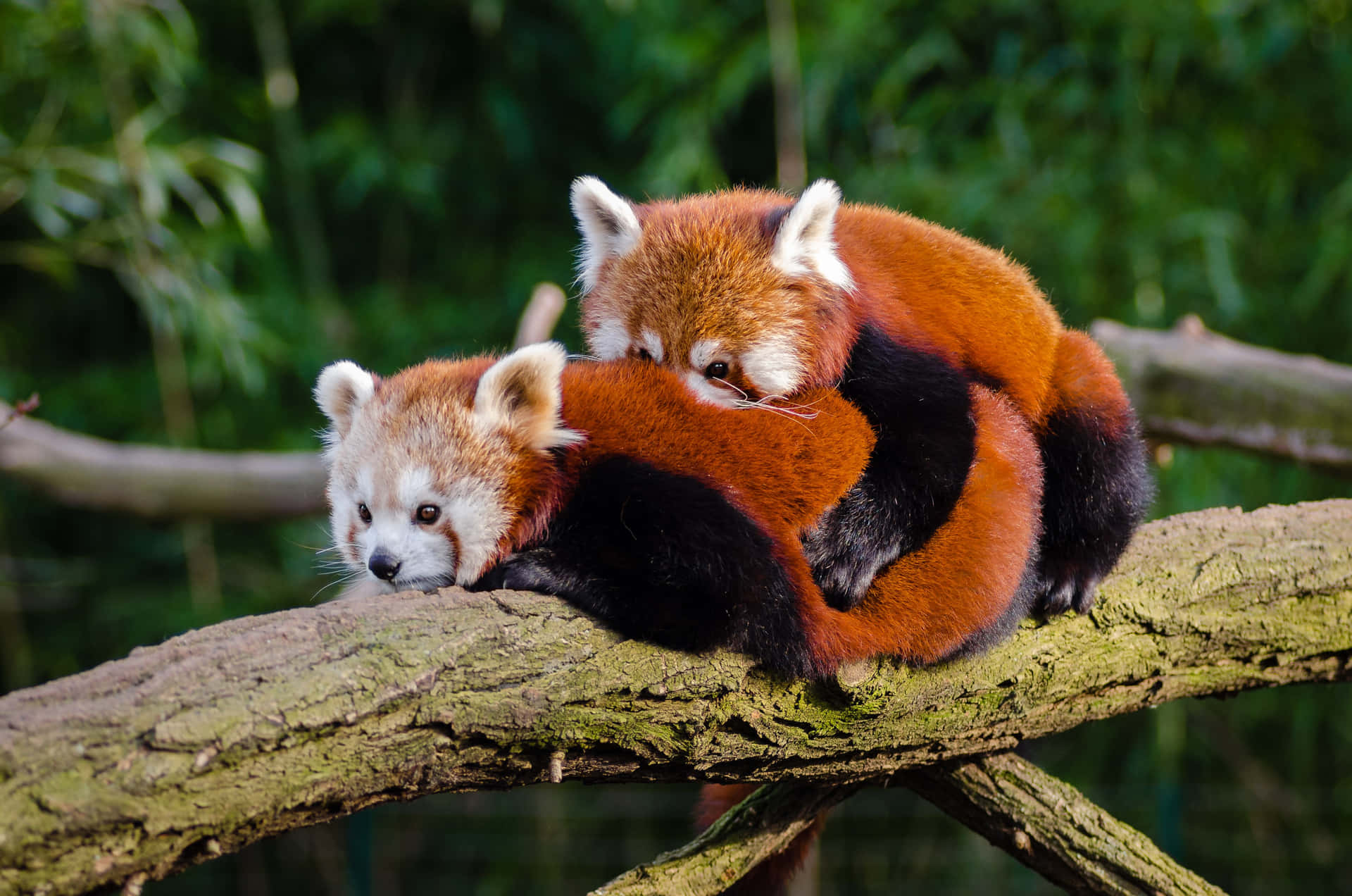 Adorable Red Panda Lounging In Nature