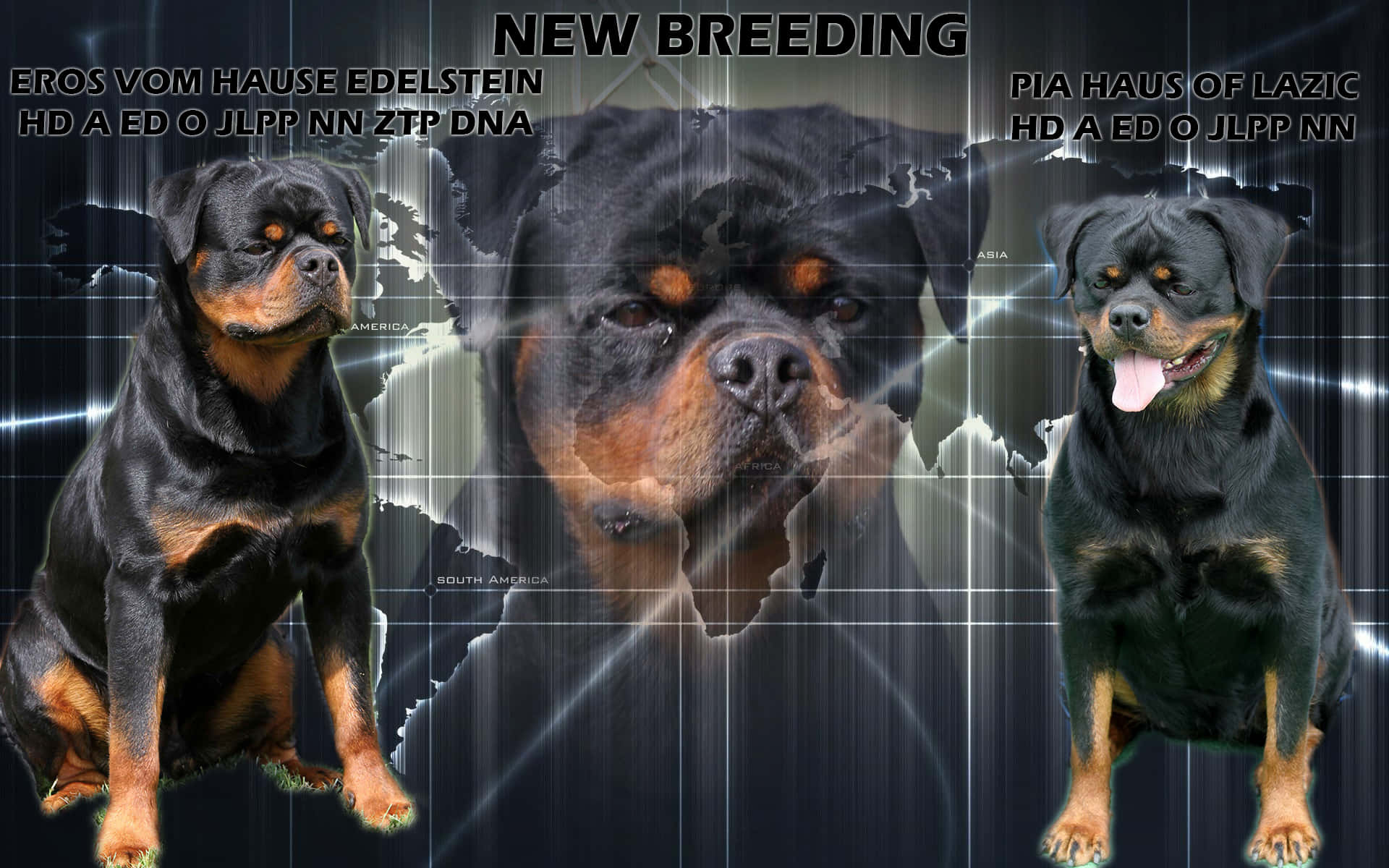 Adorable Rottweiler Dog Breeds Wallpaper