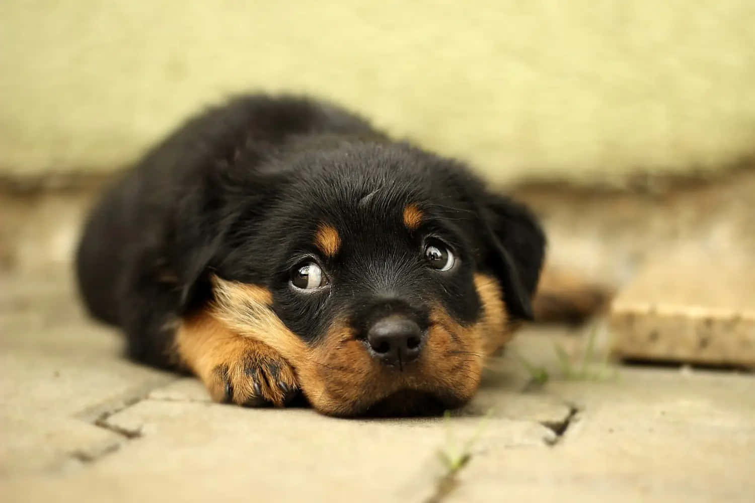 Schattige Rottweiler Puppy Rustend Achtergrond