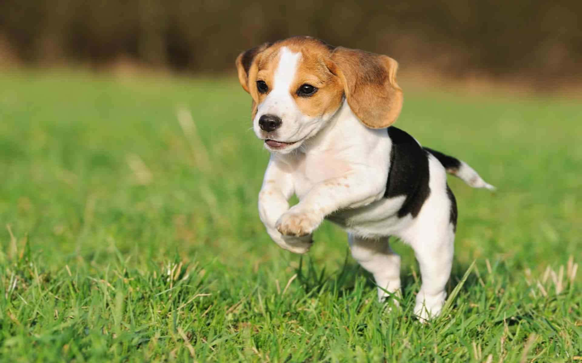 Adorable Running Small Dog Beagle Wallpaper