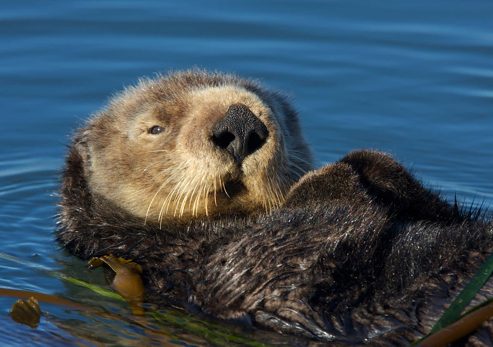 Adorable Sea Otter Floating In Blue Waters Wallpaper