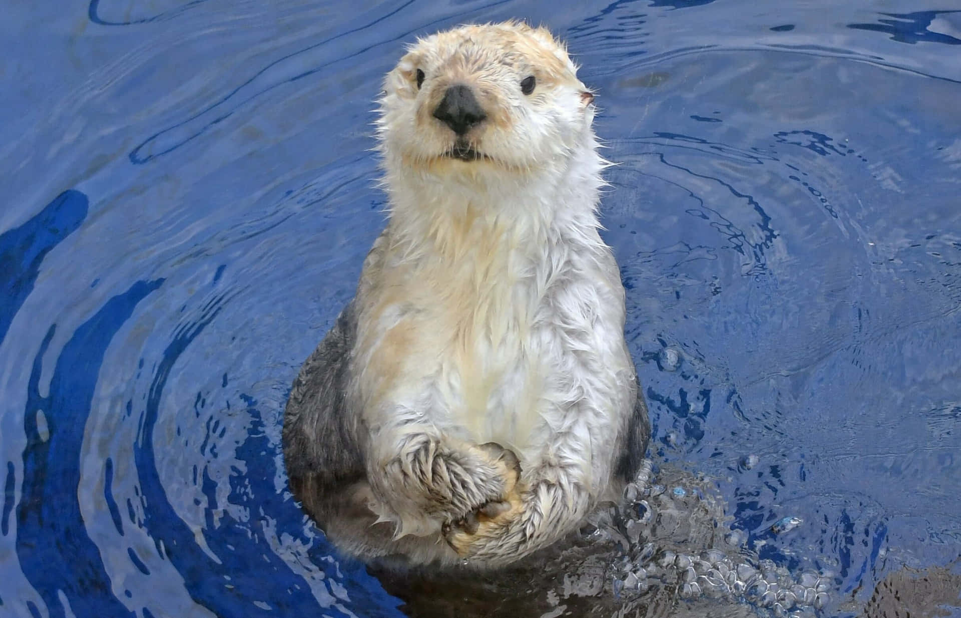 Adorable Sea Otter Floating Wallpaper