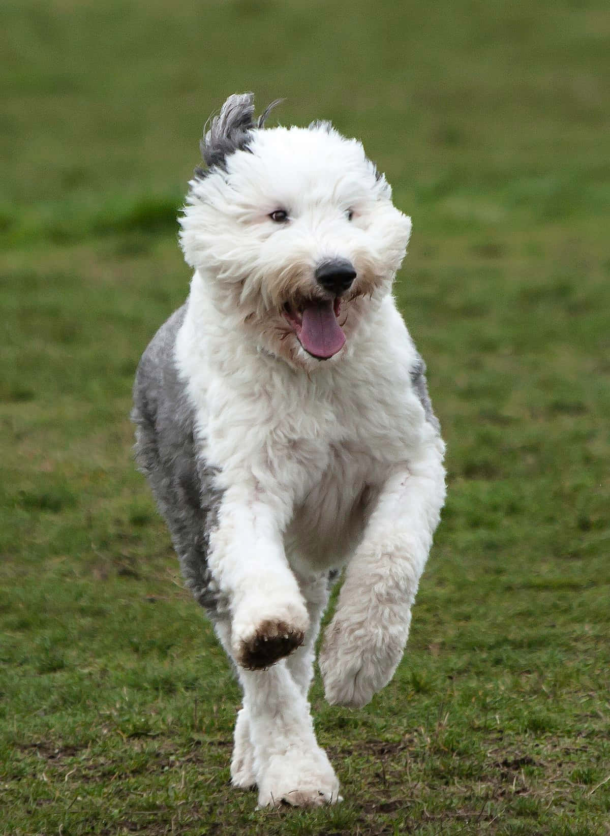 Adorable Shaggy Dog Enjoying Outdoor Play Wallpaper