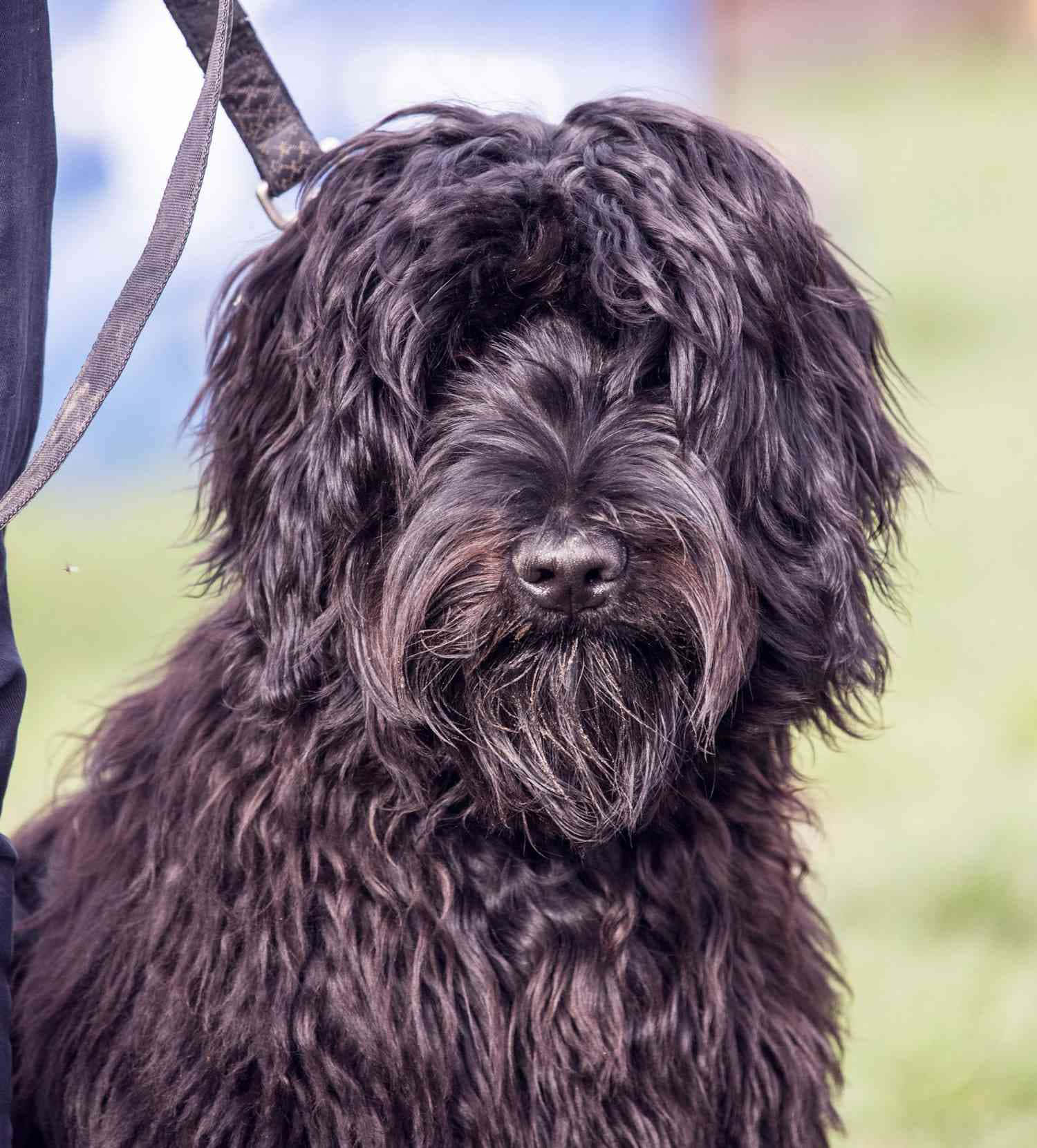 Adorable Shaggy Dog Sunbathing In A Vibrant Green Field Wallpaper