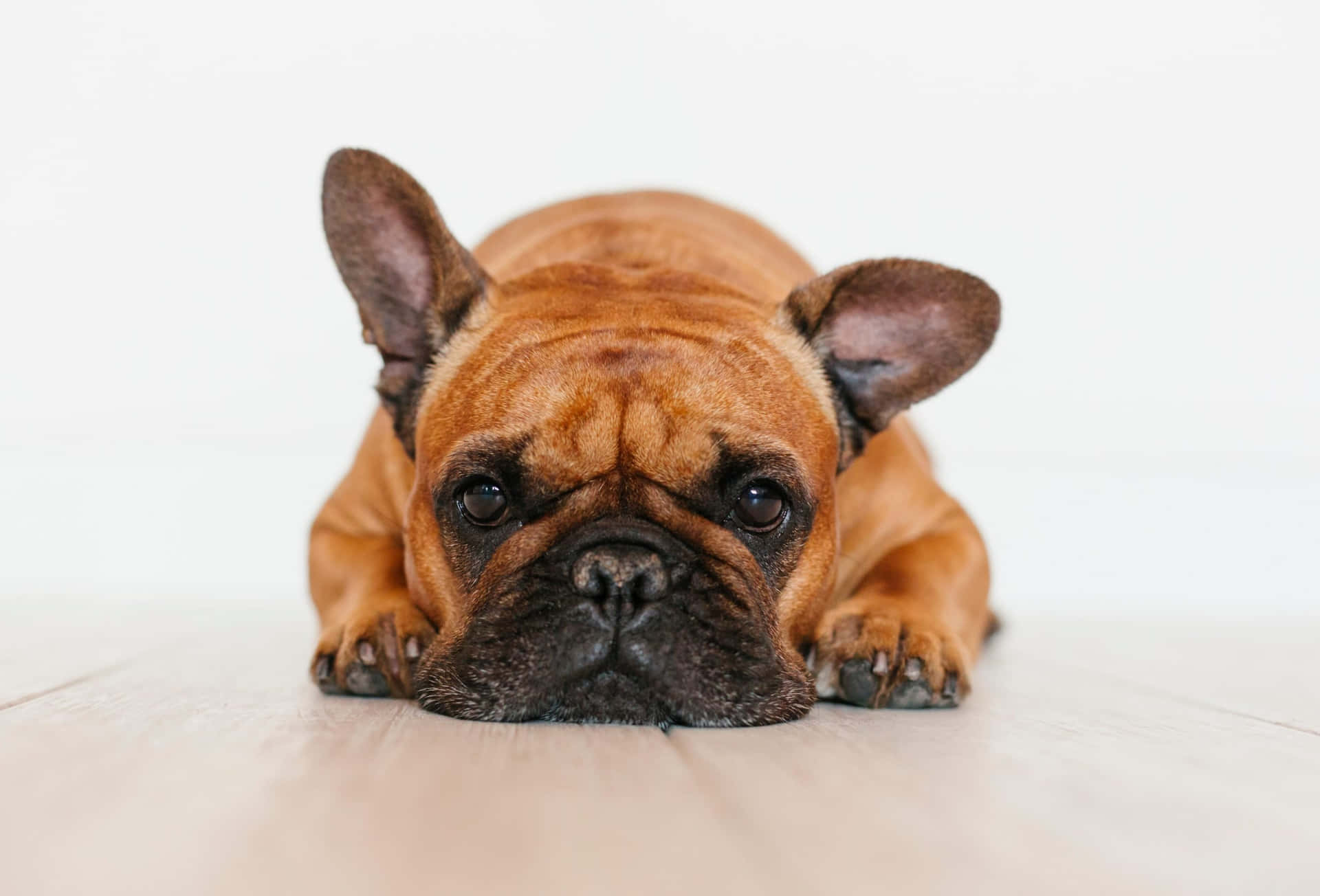 Adorable Short-haired Dog Enjoying A Day Out Wallpaper