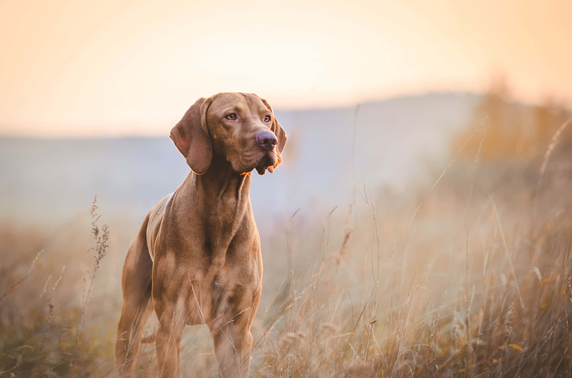 Adorable Short-haired Dog Gazing Ahead Wallpaper