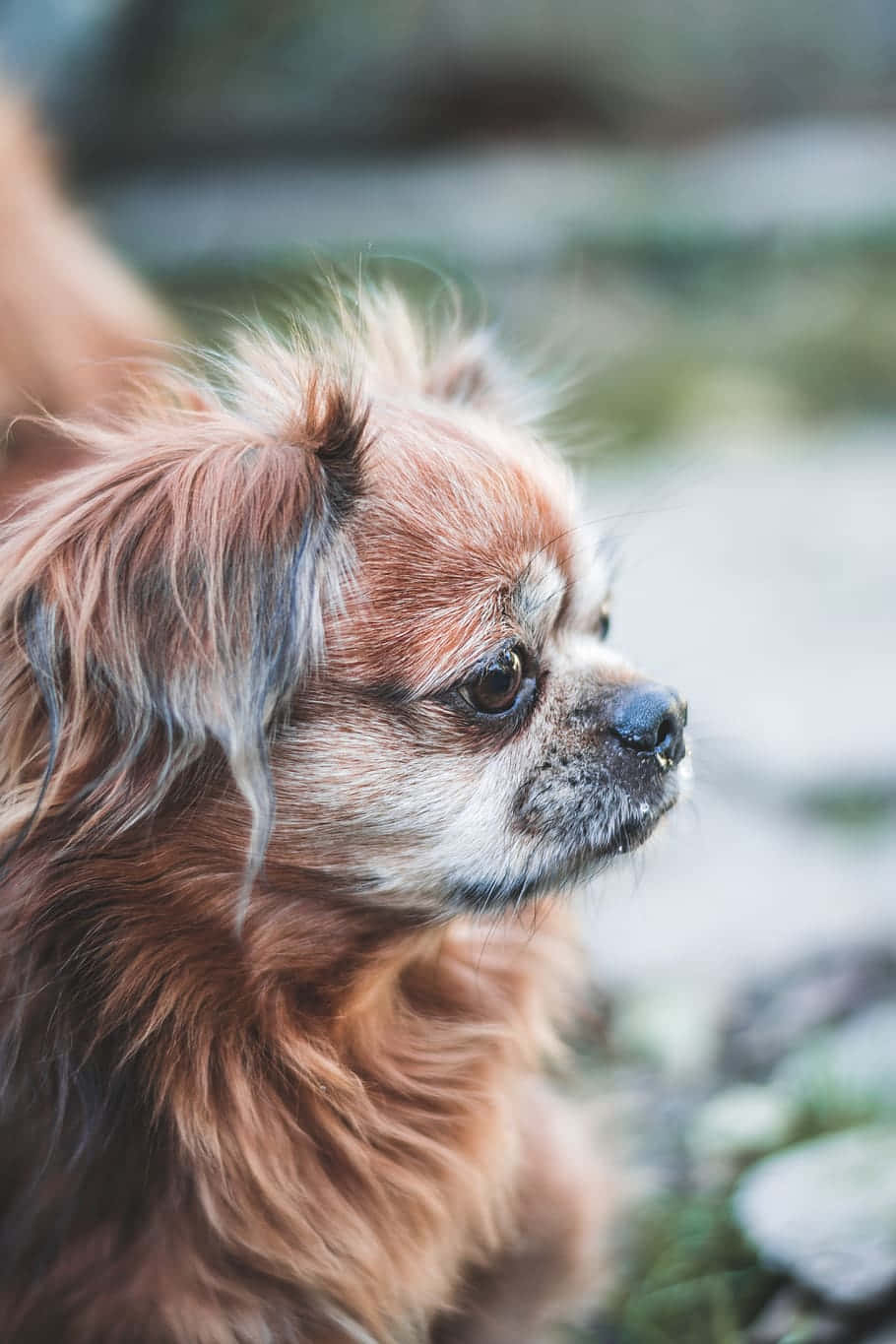 Adorable Small Dog Posing Outdoors Wallpaper