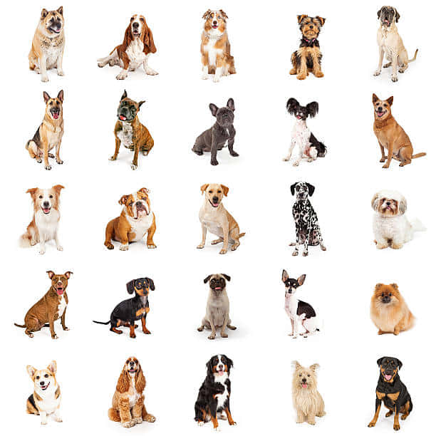 Adorable Snaps Of Different Dog Breeds Wallpaper