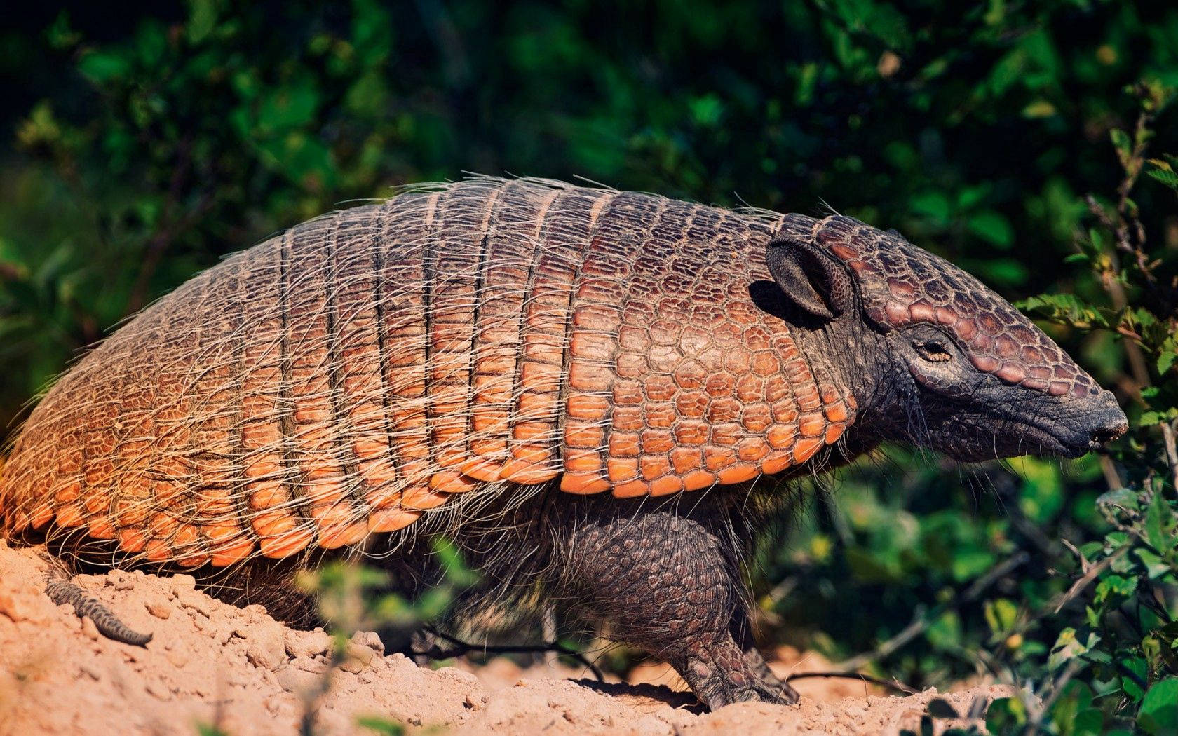 Adorable South American Armadillo Background