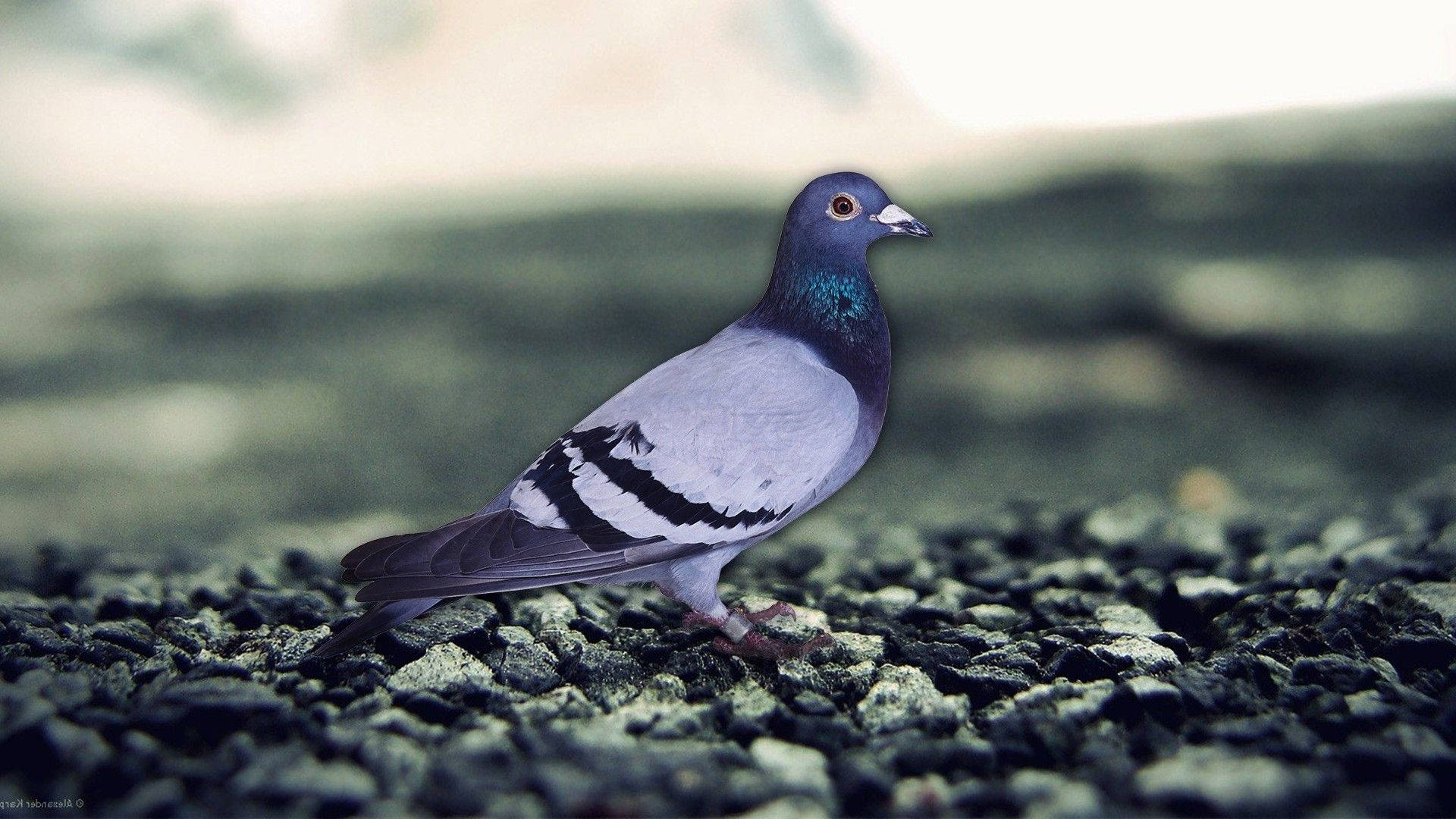 Adorable Standing Homing Pigeon Bird Wallpaper
