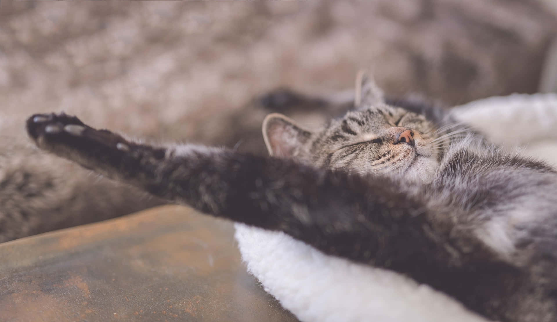 Sød Tabby Cat I Afslappende Position Wallpaper