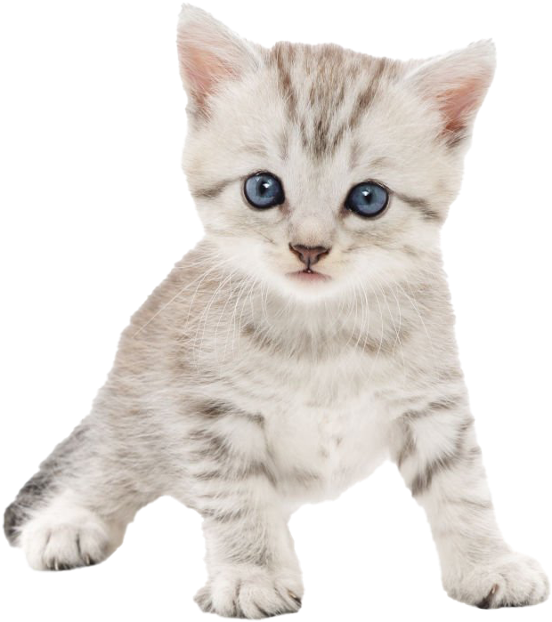 Adorable Tabby Kitten Blue Eyes PNG