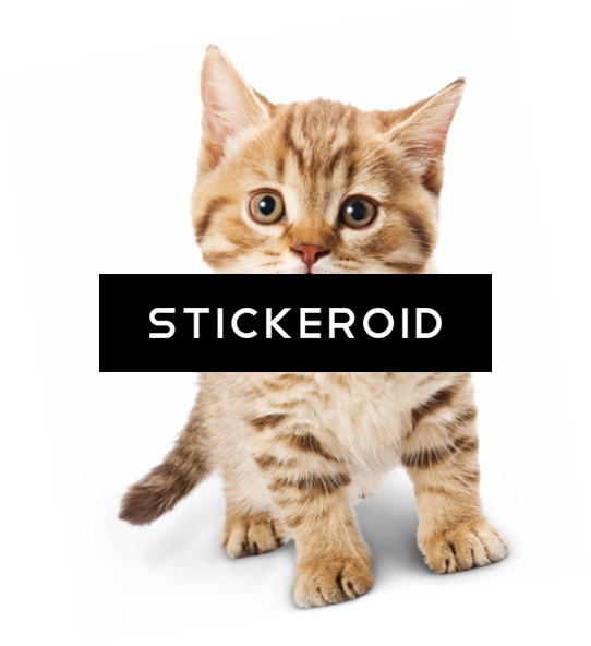Adorable Tabby Kitten Sticker PNG