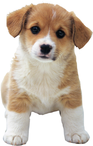 Adorable Tanand White Puppy PNG