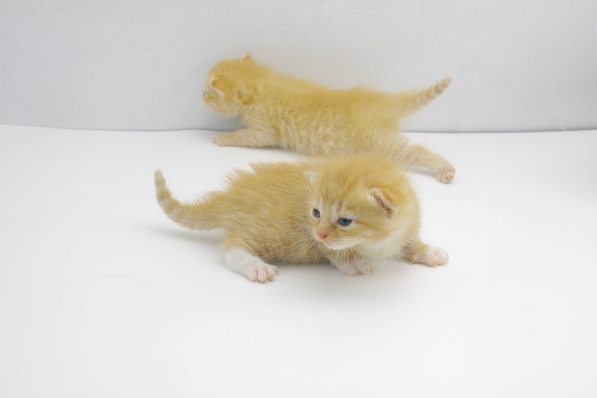 Adorable Tiny Fluffy Kittens Wallpaper