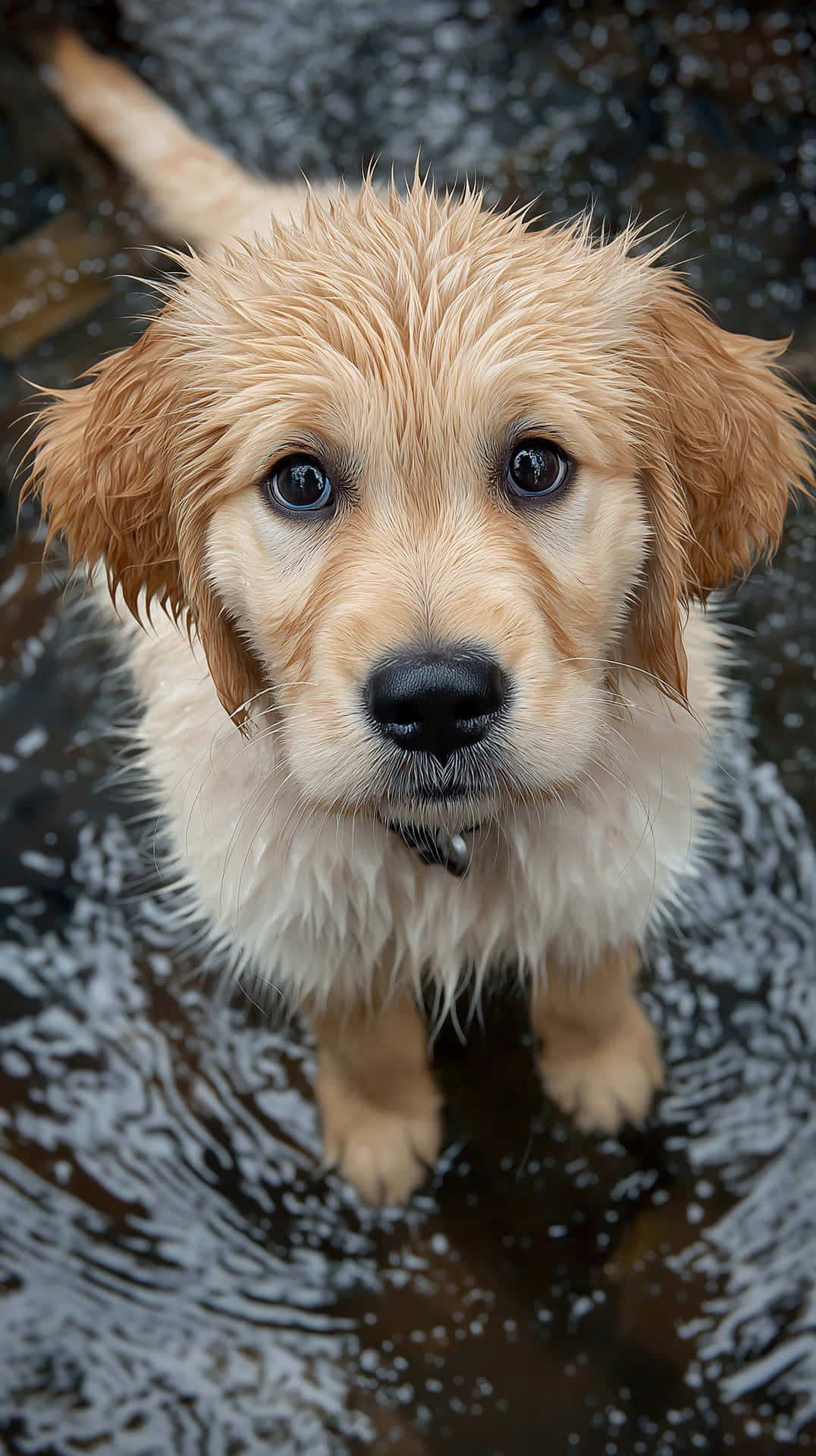 Adorable Wet Golden Retriever Puppy Looking Up With Big Eyes Wallpaper