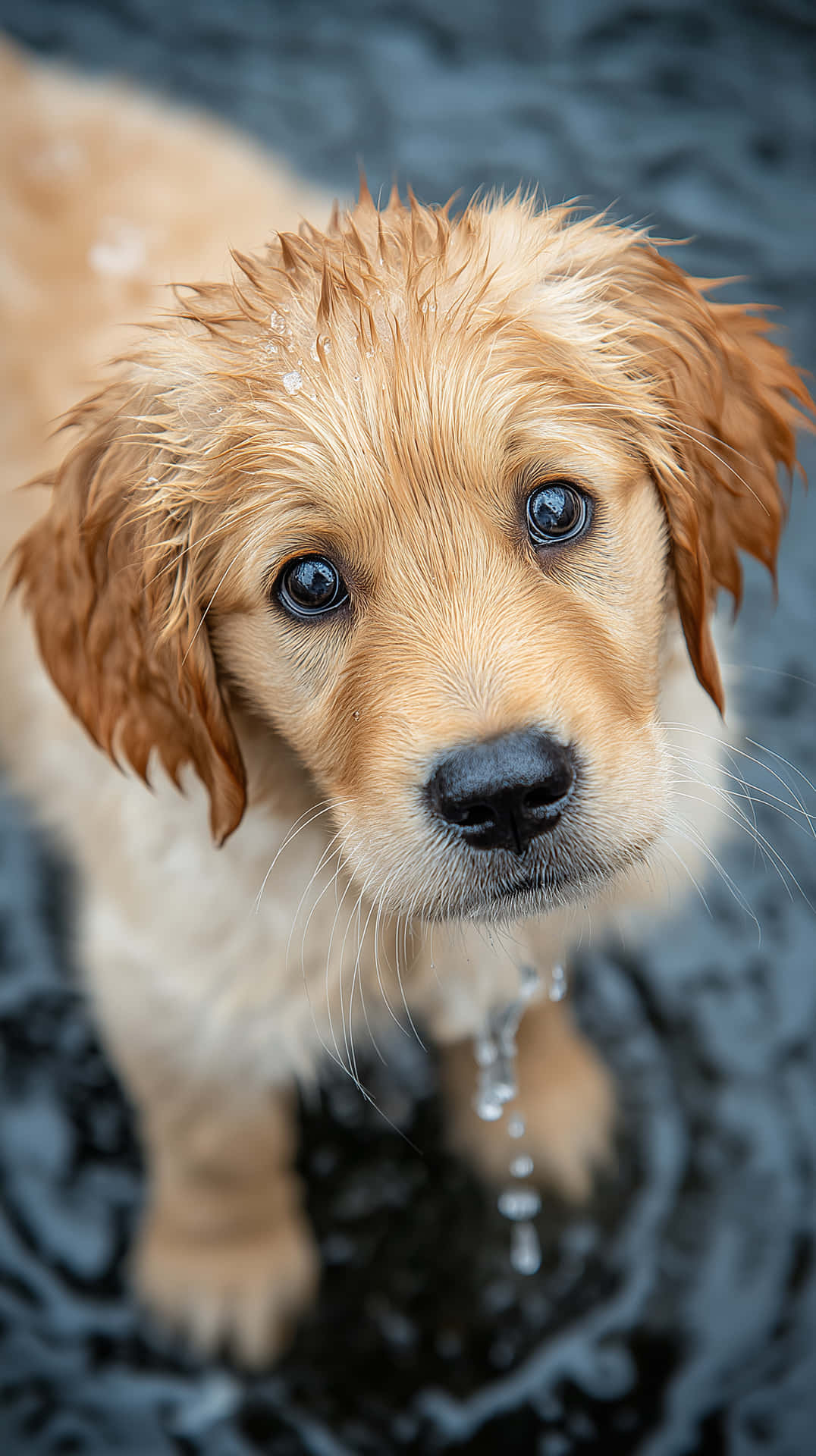 Adorable Wet Golden Retriever Puppy Looking Up With Big Eyes Wallpaper